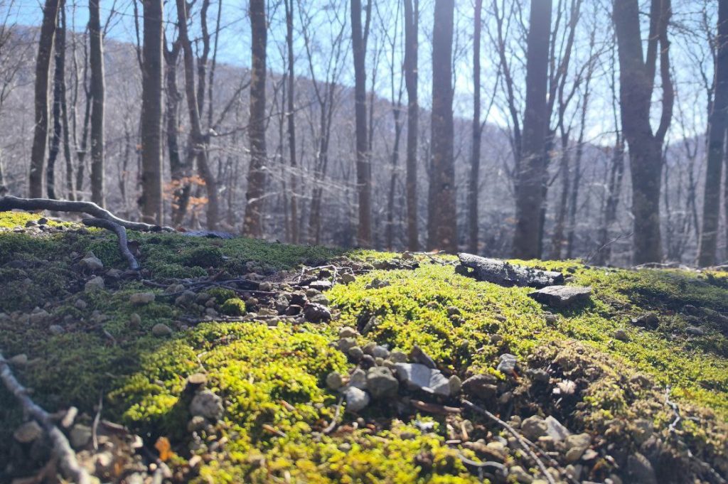 terapista forestale