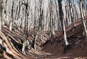 Gaetano, terapista forestale dei Monti Lattari: “La foresta mi ha guarito”