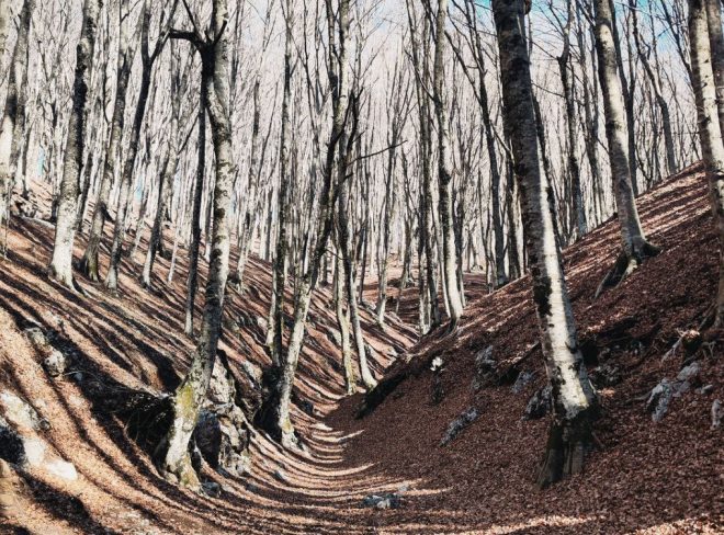 Gaetano, terapista forestale dei Monti Lattari: “La foresta mi ha guarito”