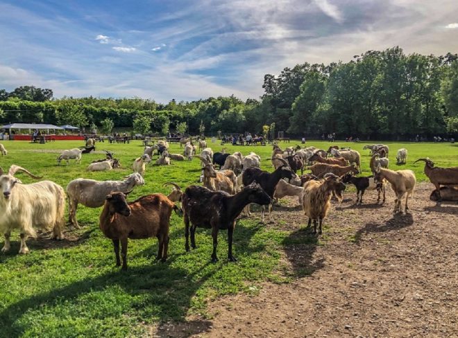 santuari per animali 1