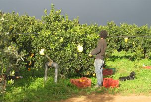 I gelsi e la talpa, l’azienda agricola che vende “siciliano” e promuove il consumo critico