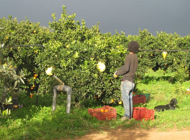 I gelsi e la talpa, l’azienda agricola che vende “siciliano” e promuove il consumo critico