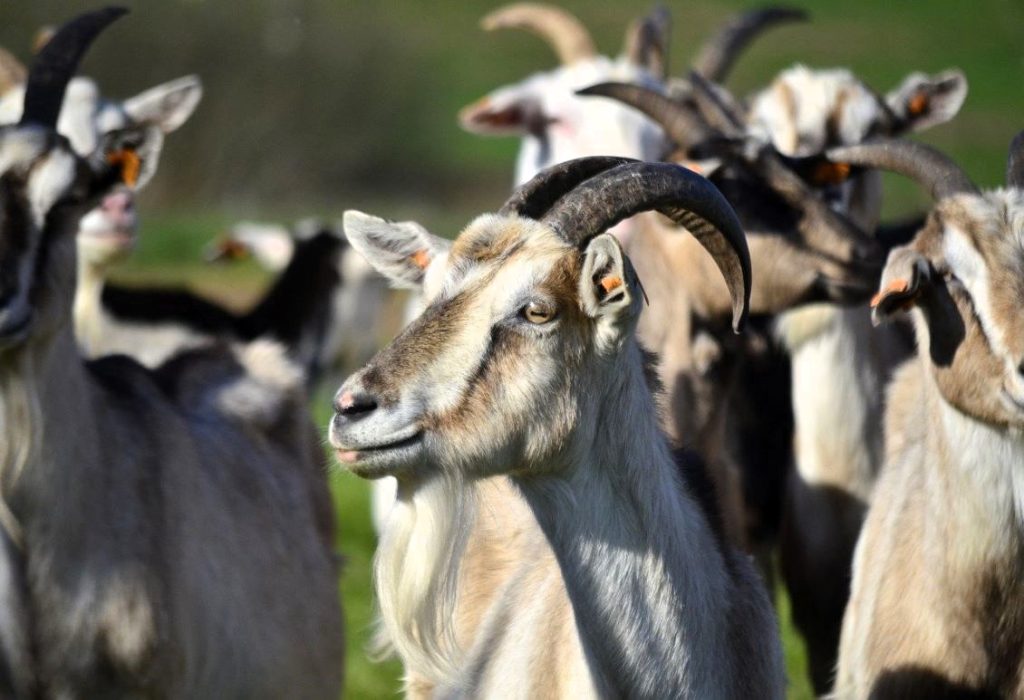 benessere animale