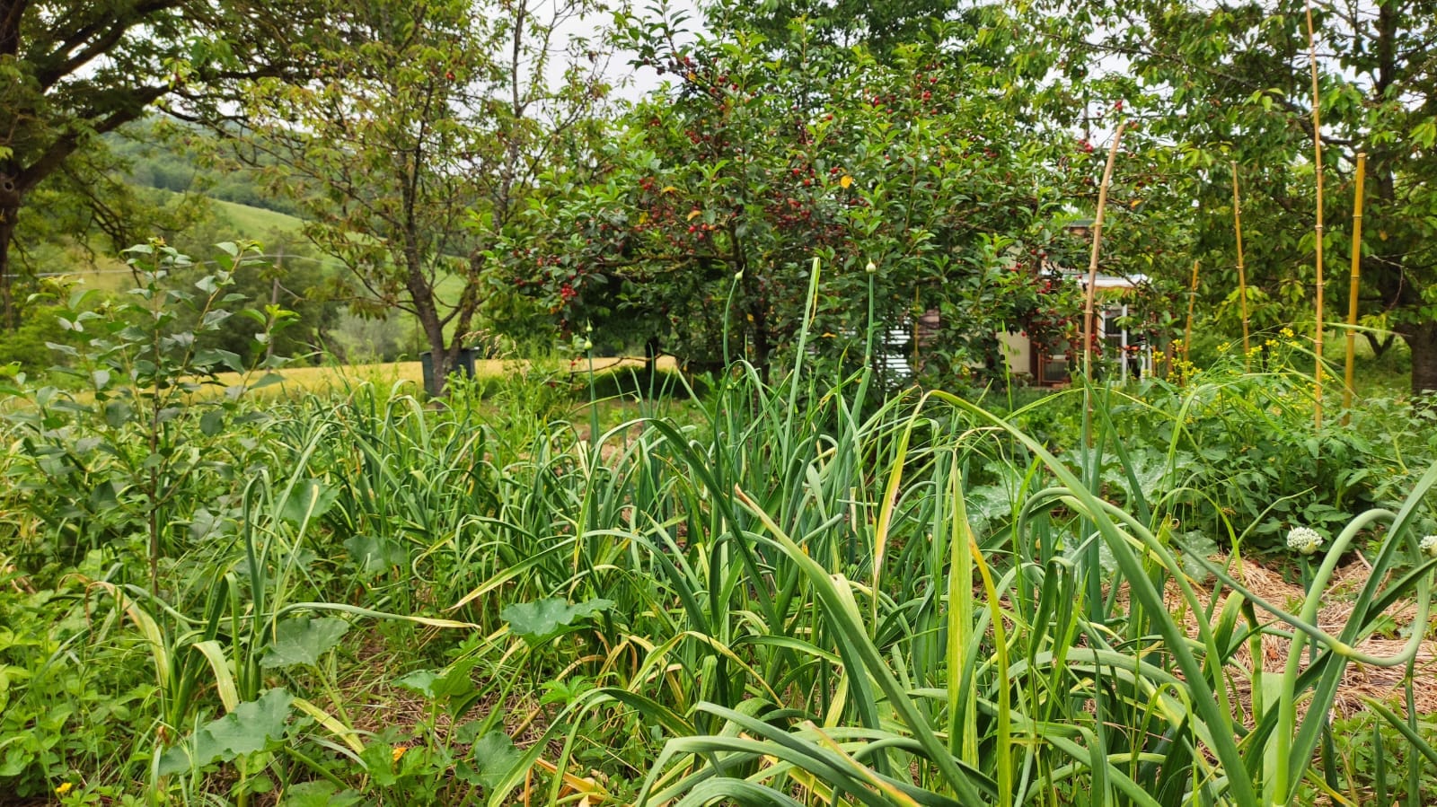 Fattoria Naturale Shizen 3
