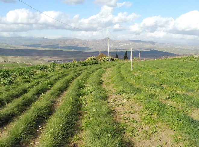 campo di zafferano ennese