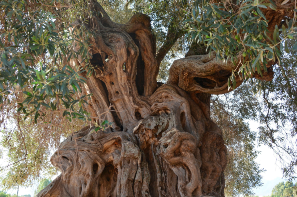 HEADER alberi monumentali 1