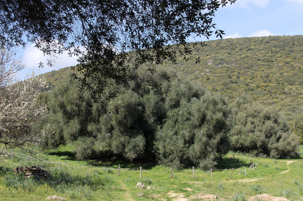 alberi monumentali