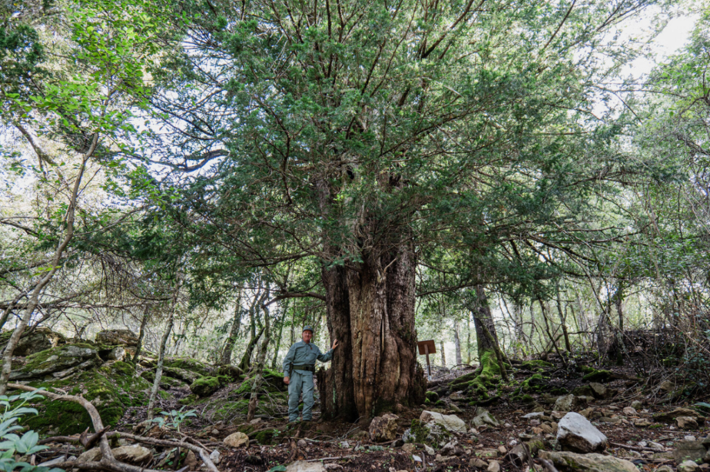 HEADER alberi monumentali 2