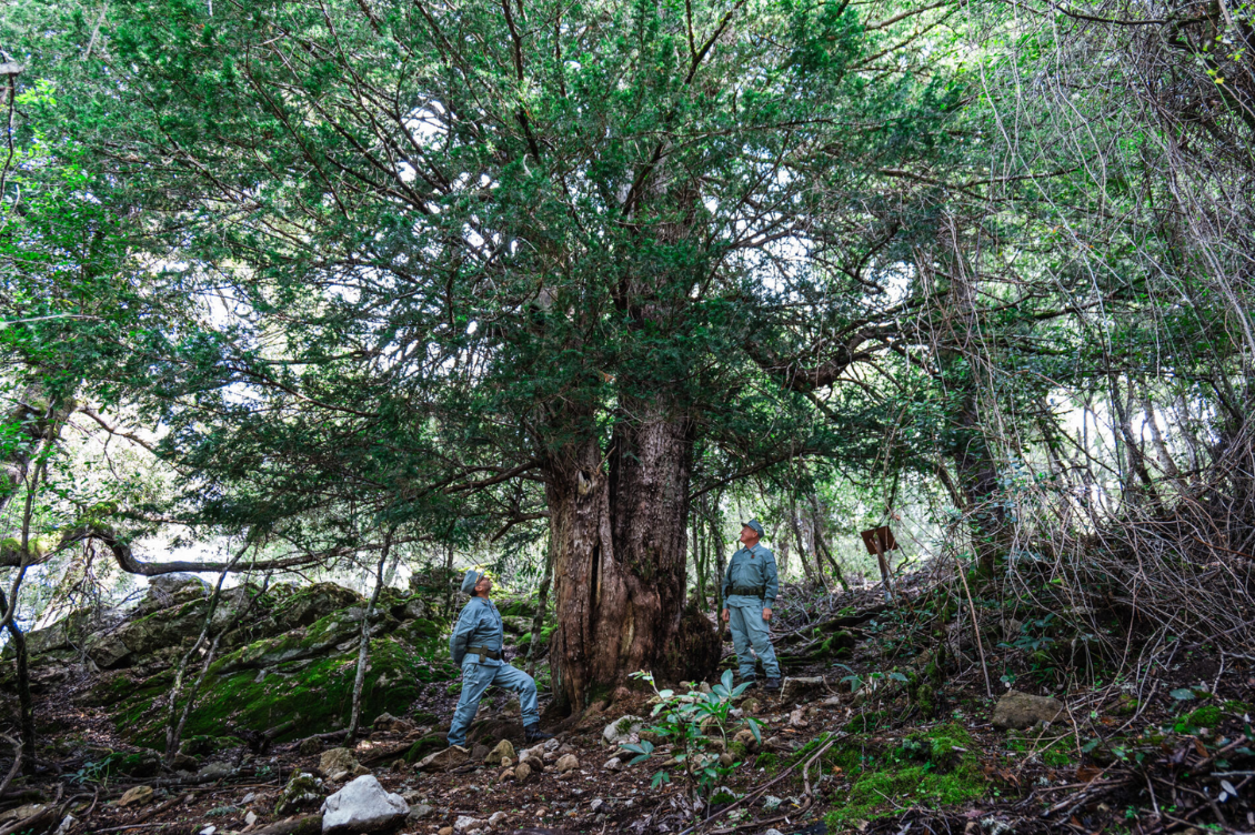 HEADER alberi monumentali 3