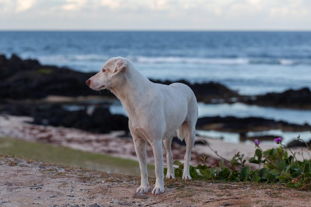 cani in spiaggia1