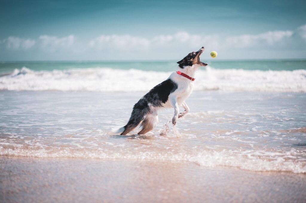 cani in spiaggia2