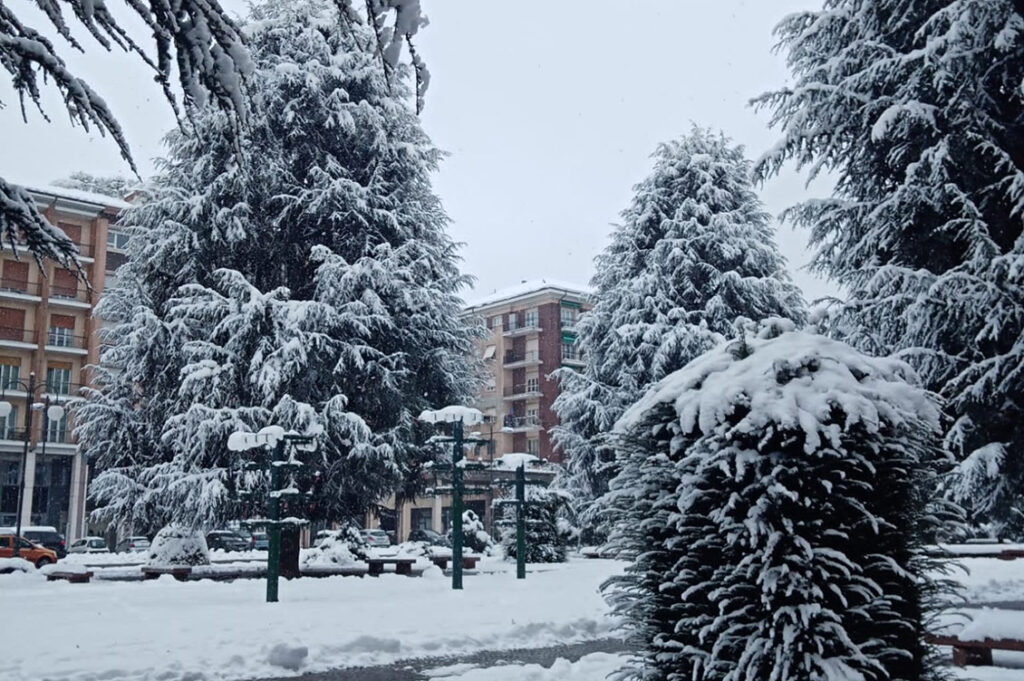 cedri cuneo