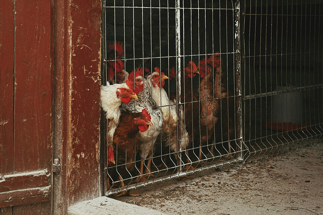 galline in gabbia svezia