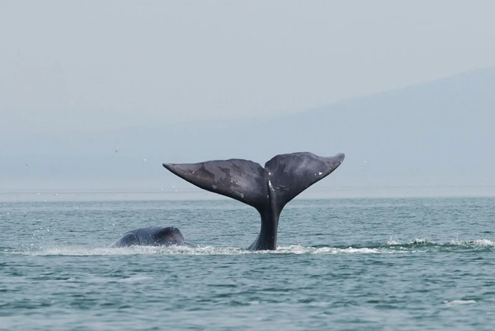 giornata mondiale degli oceani
