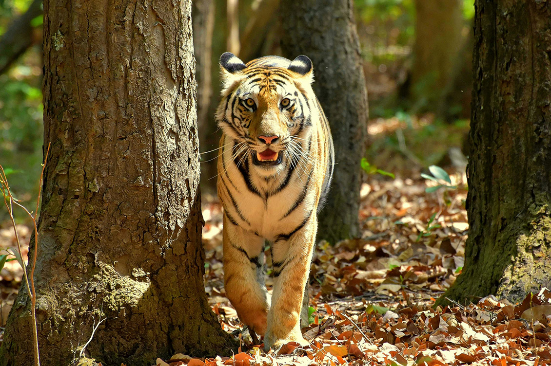 tigre india