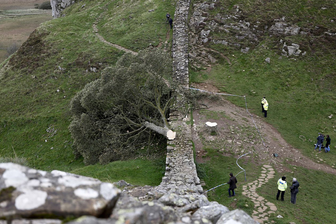 albero inghilterra