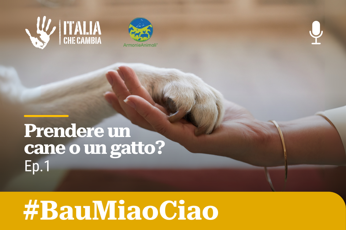 bau miao ciao 1