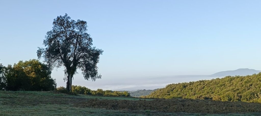 Immagine WhatsApp 2025 09 23 ore 08.06.12 5473ed55