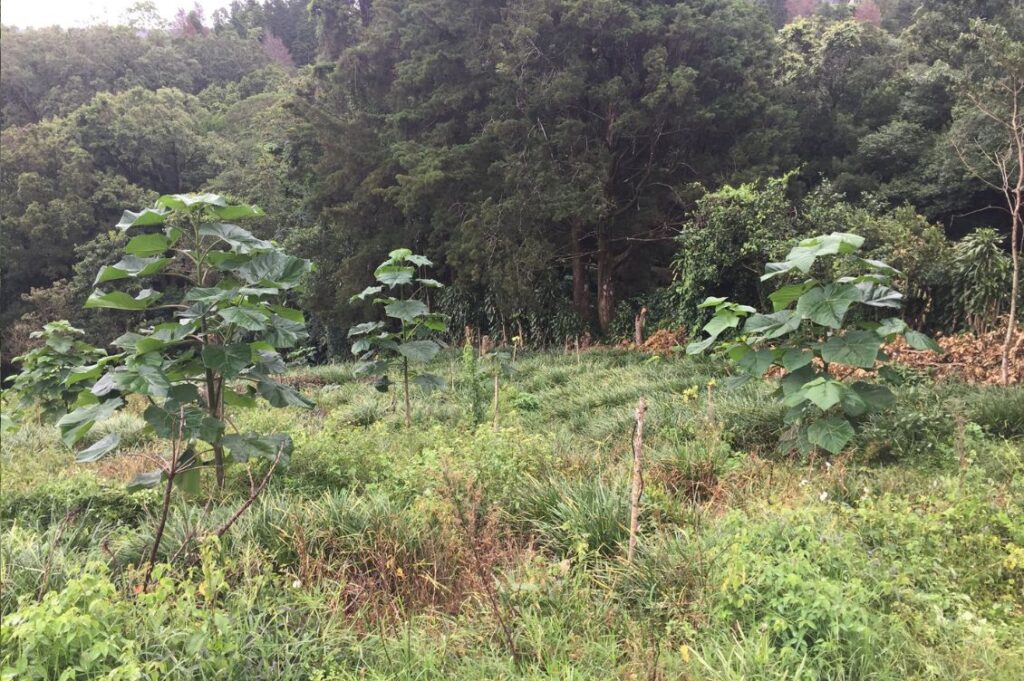 Giovani alberi di paulonia in una finca del Costa Rica, coltivati nei progetti agroforestali di World Tree.