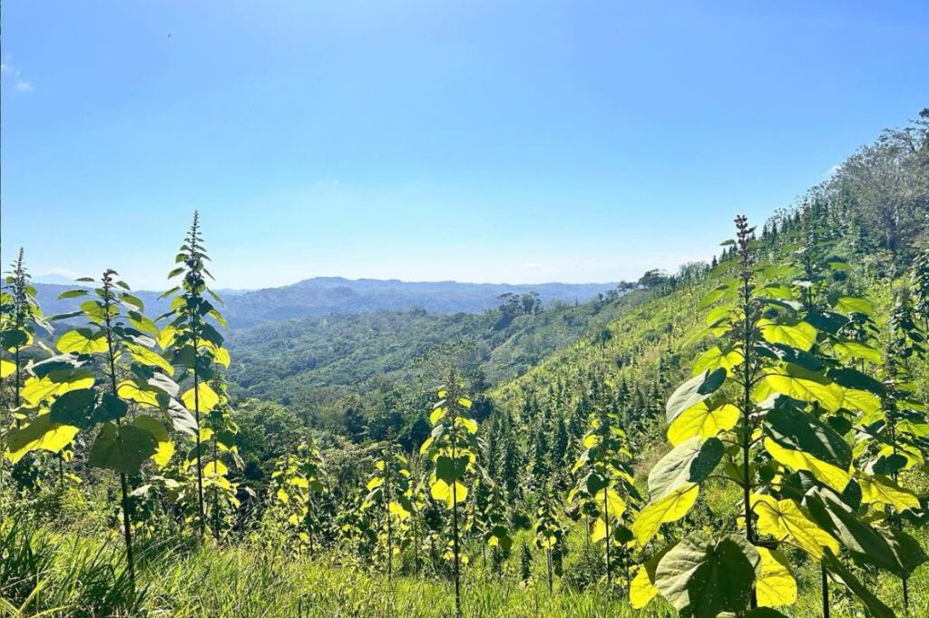 Piantagione di giovani alberi di paulonia sulle colline del Costa Rica nei progetti World Tree.