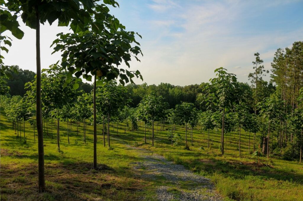 Piantagione di paulonia World Tree negli Stati Uniti, con giovani alberi in crescita ordinata.