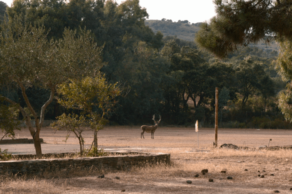 HEADER colonie penali