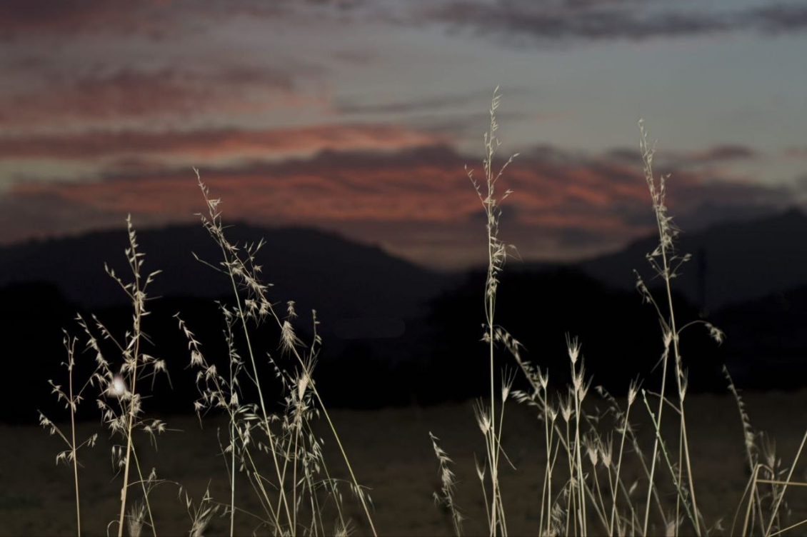 sogni bisu sognare sogno