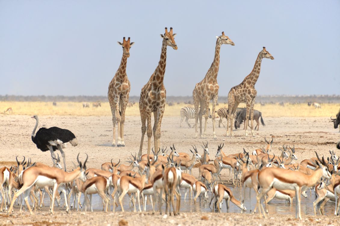 Ridimensionatore foto per Paolo 13