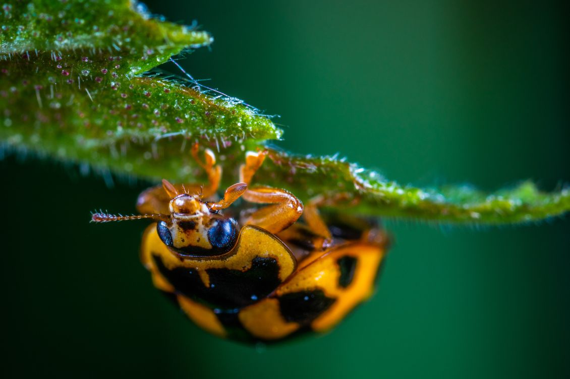 insetti provano dolore