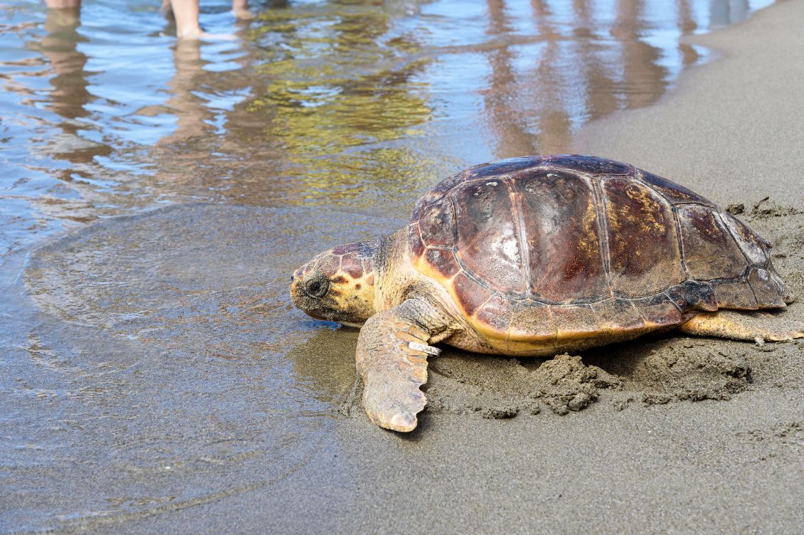 nidificazione caretta caretta