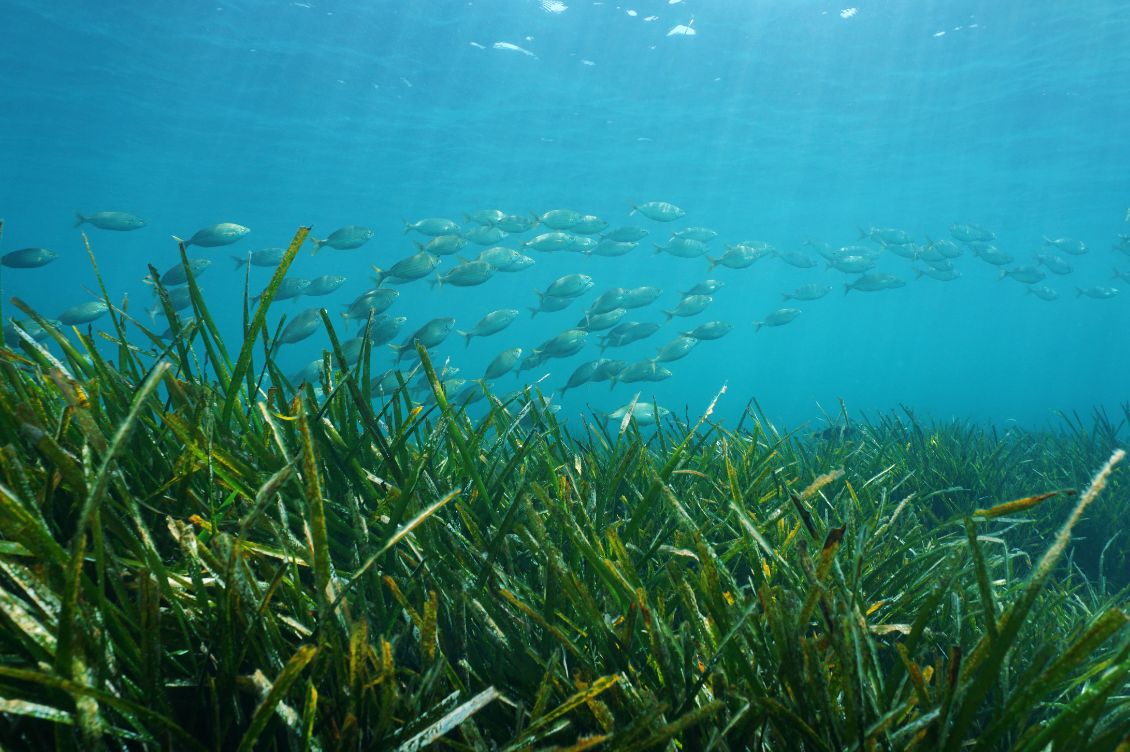 praterie marine adriatico