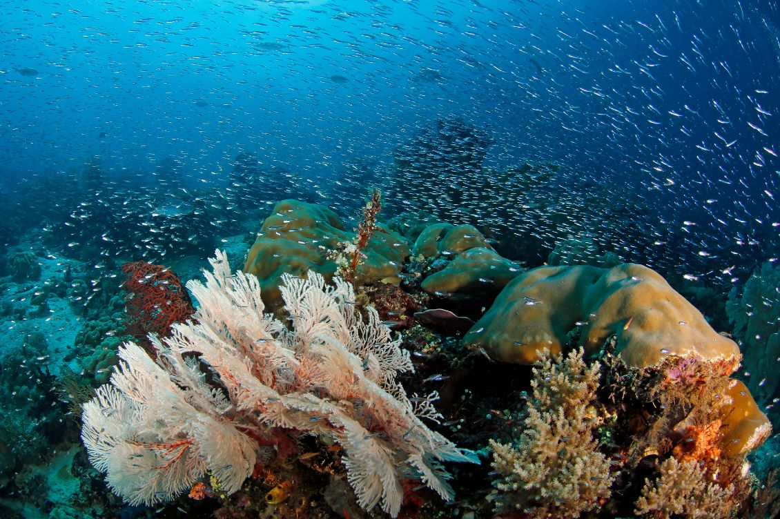 progetto coralli mauritius