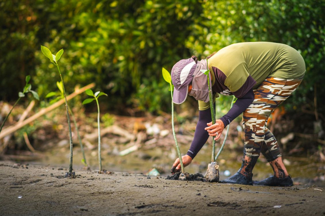 deforestazione e riforestazione