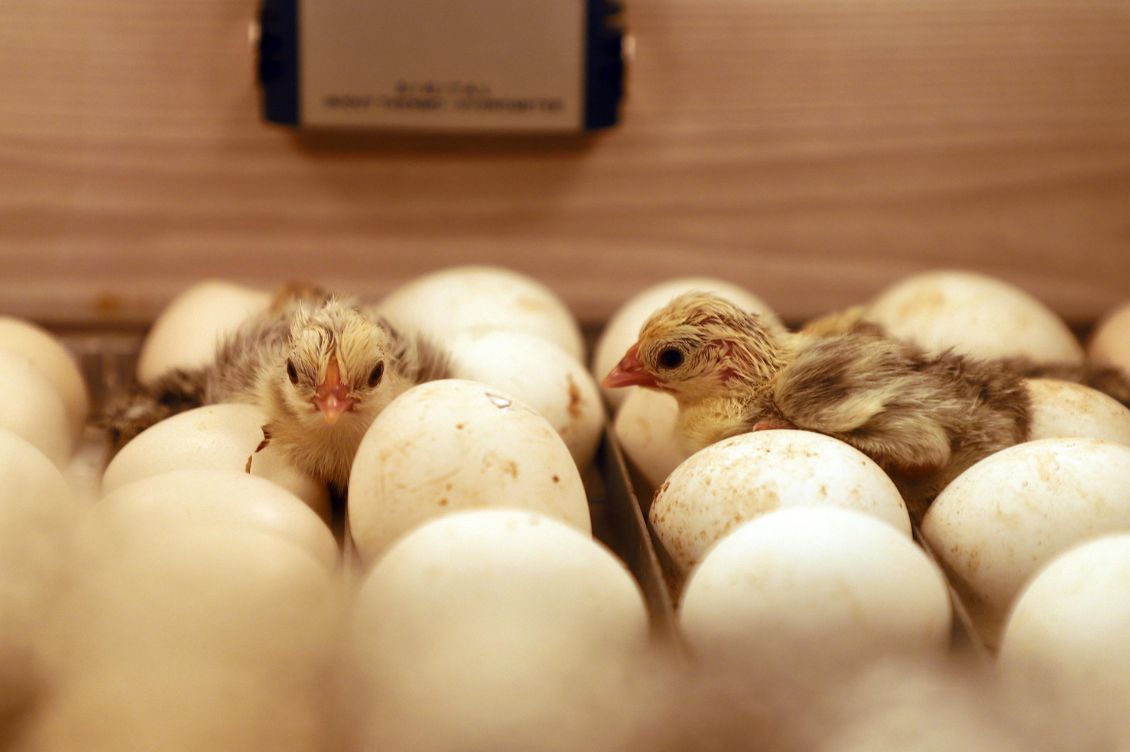 pulcini maschi galline ovaiole