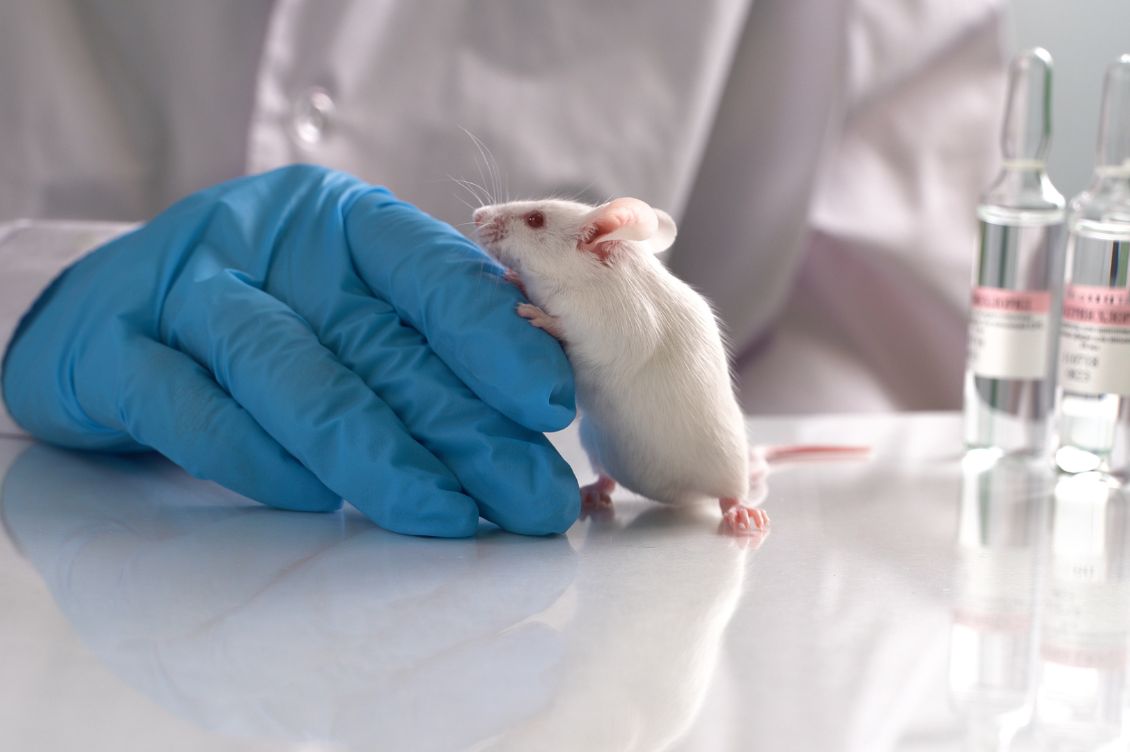 ricerca senza animali lav