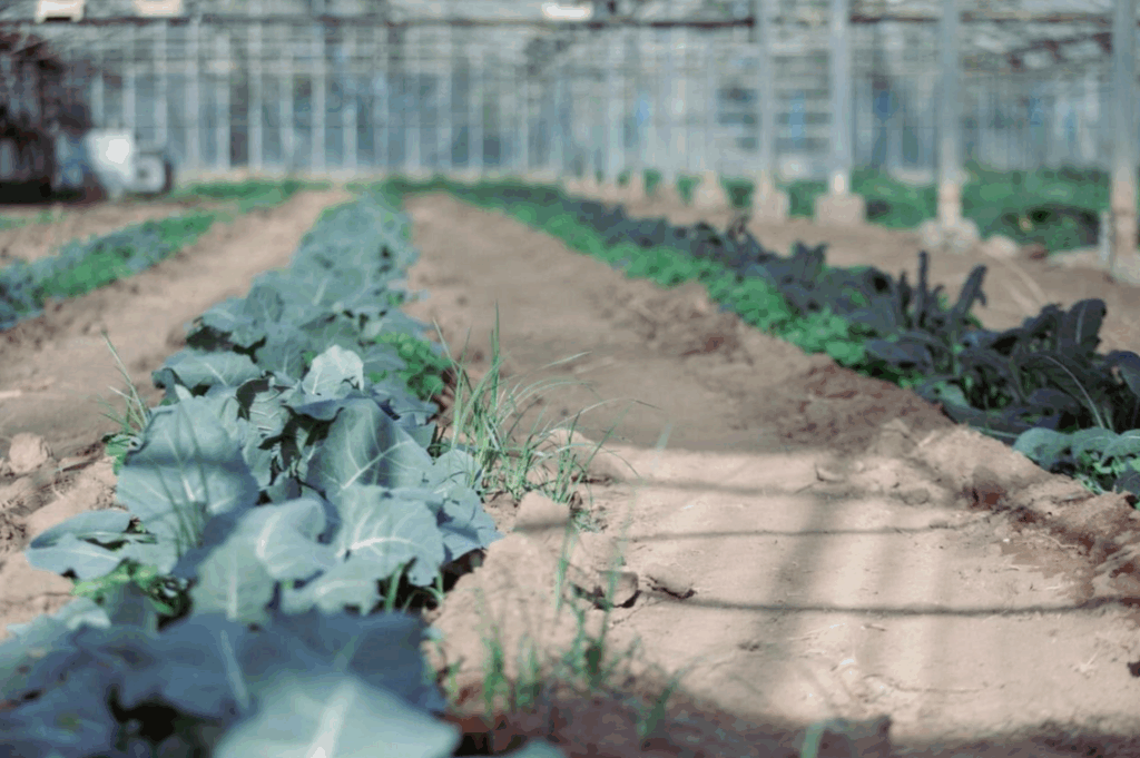 HEADER planu e mesu 1