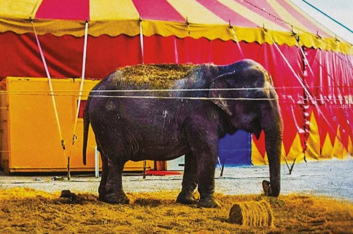 circo con animali