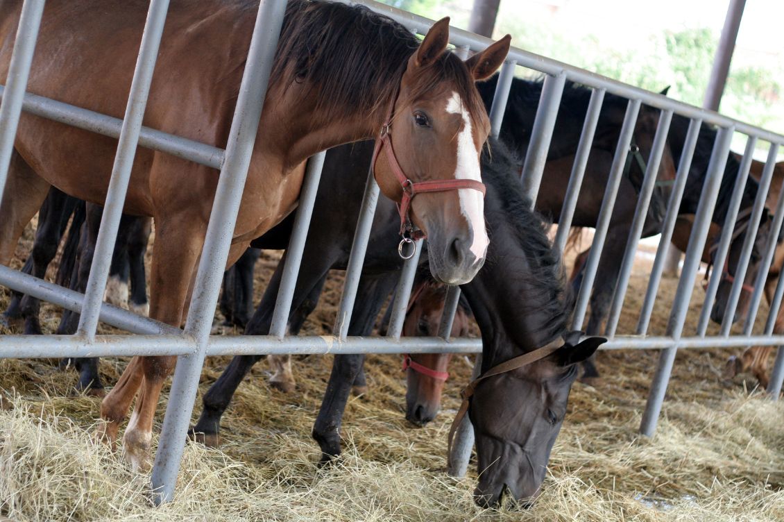 carne cavallo macello legge