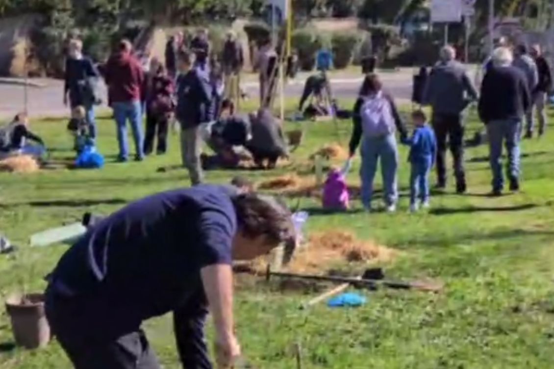 piantala decima roma alberi