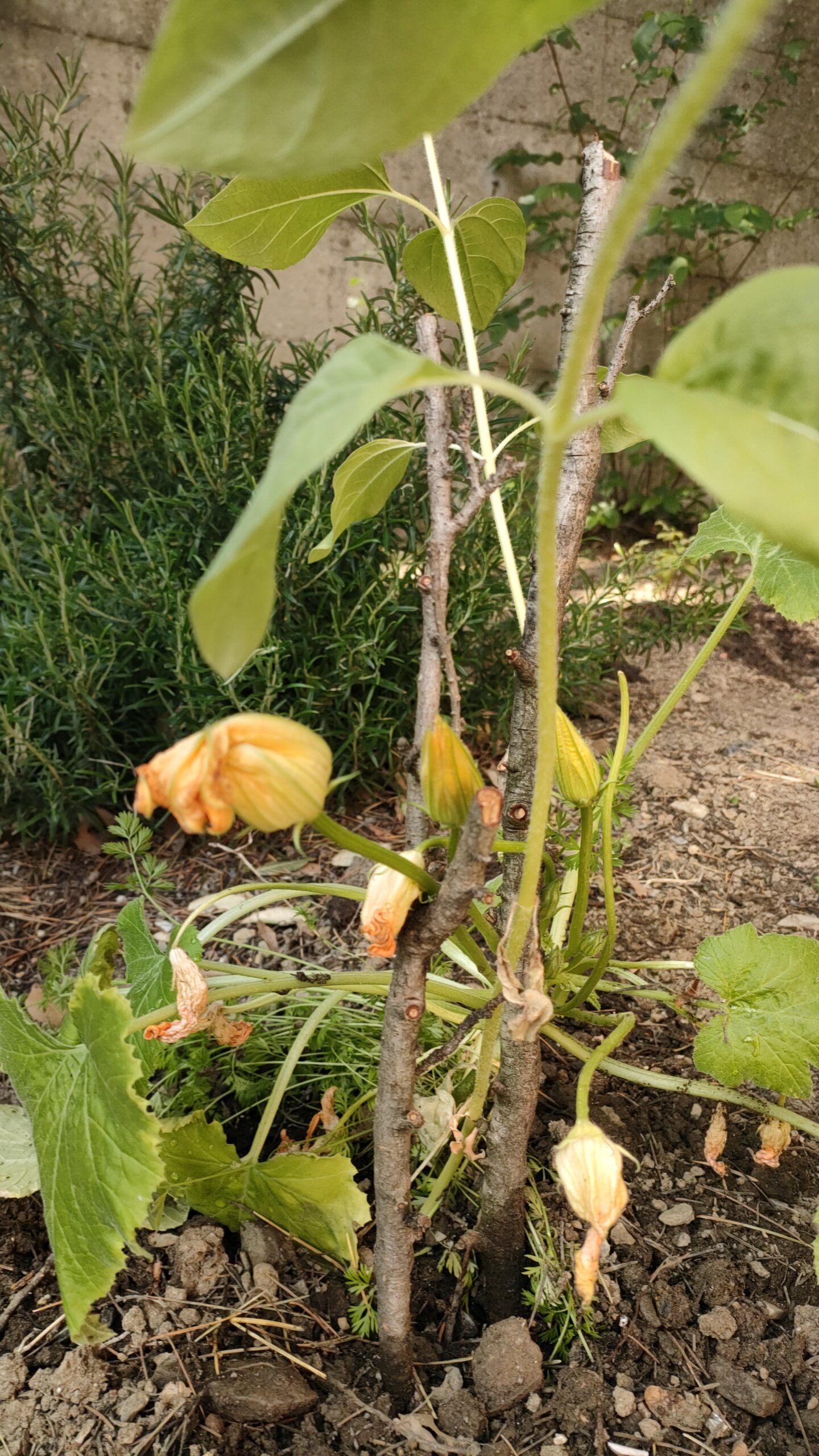 IMG 20260409 WA0007 scaled