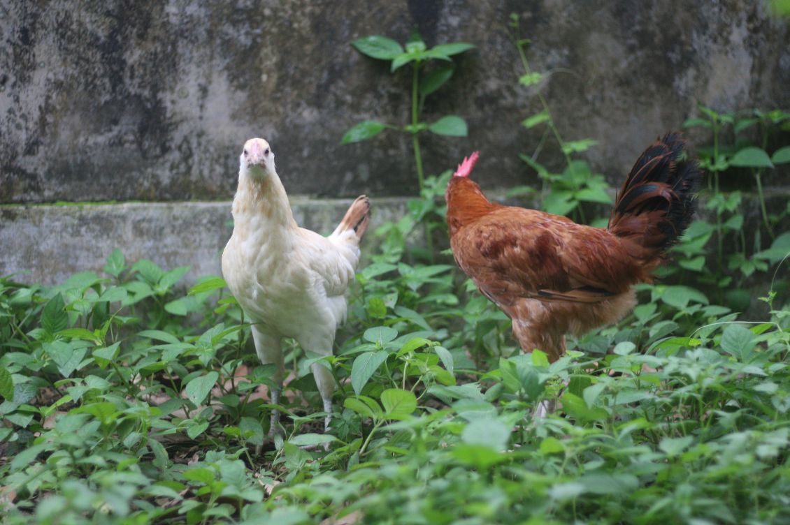 Ridimensionatore foto per Paolo 8