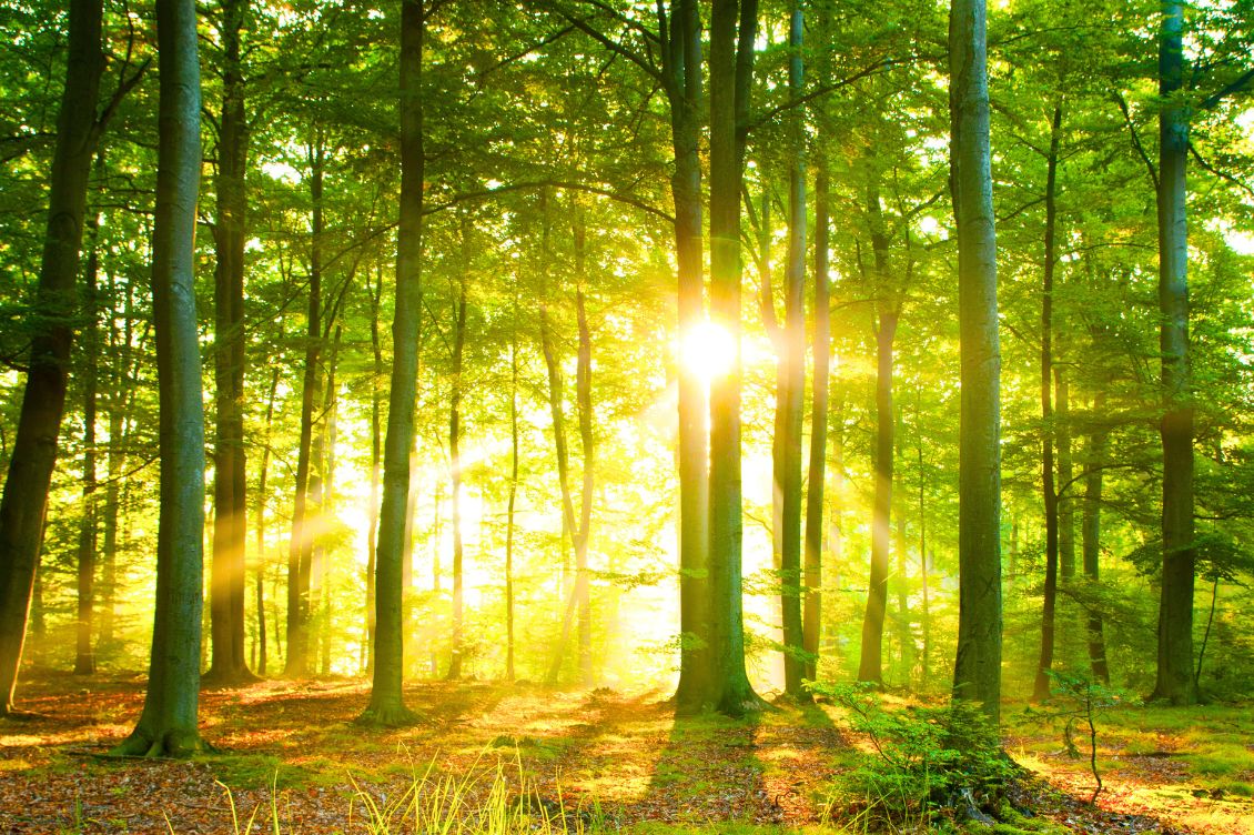 Tra le montagne e le api della Val Pennavaire una storia di cambiamento1