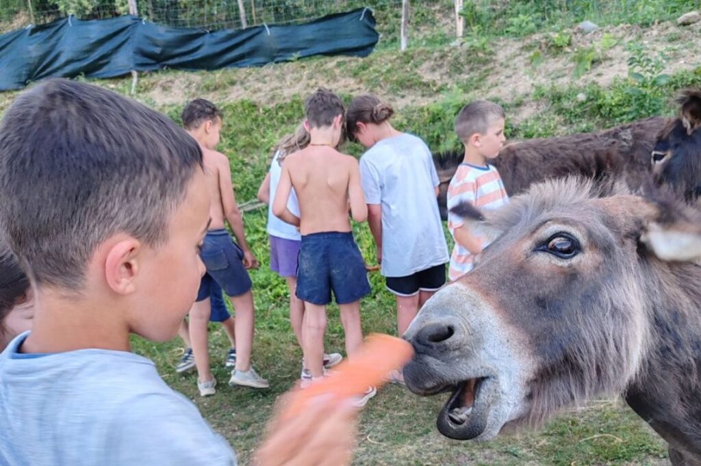 Bambino che dà da mangiare a un asino durante i campi estivi di Liberi Sogni
