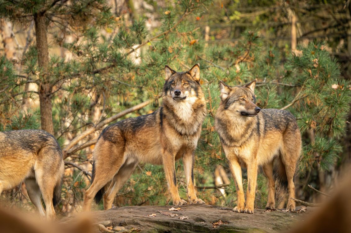 abruzzo 10 lupi uccisi