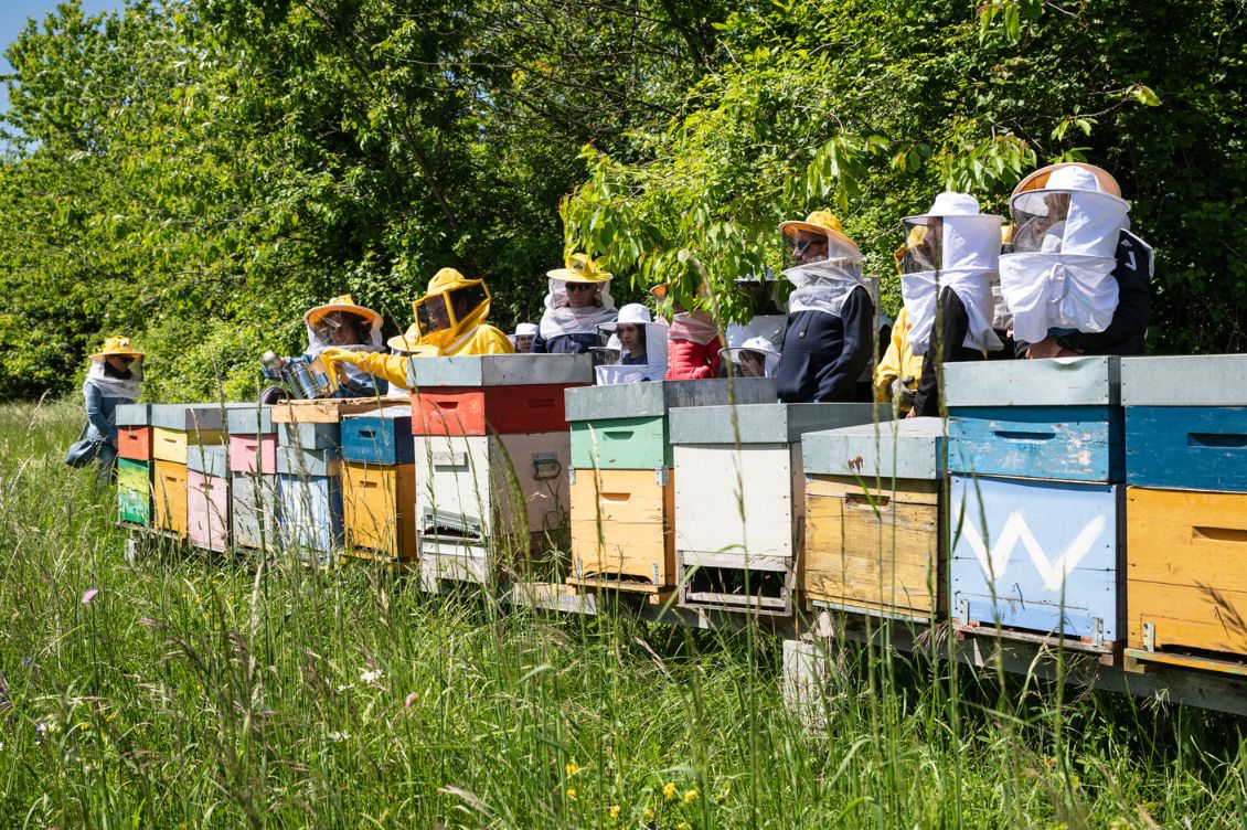 Visitatori con tute da apicoltore osservano le arnie durante una giornata di Mielerie Aperte