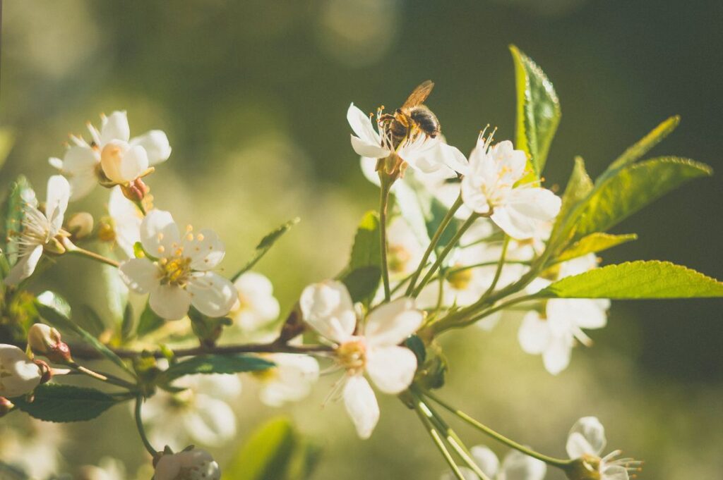 Impollinatori sui fiori: biodiversità, habitat e tutela degli ecosistemi