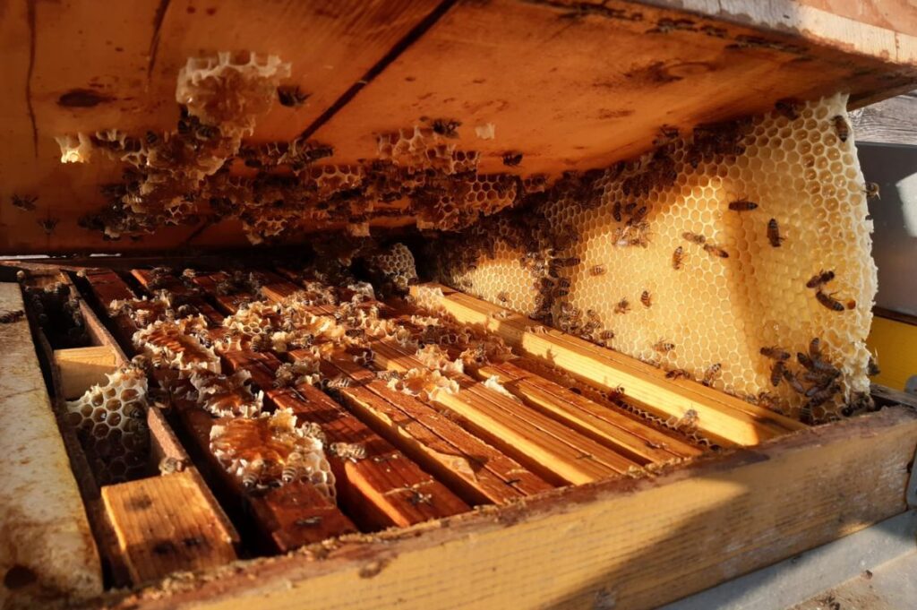 Api e favi all’interno di un’arnia per Mielerie Aperte, giornata del 17 maggio dedicata alla scoperta del miele e dell’apicoltura