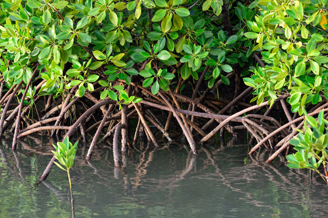 foreste mangrovie crescono