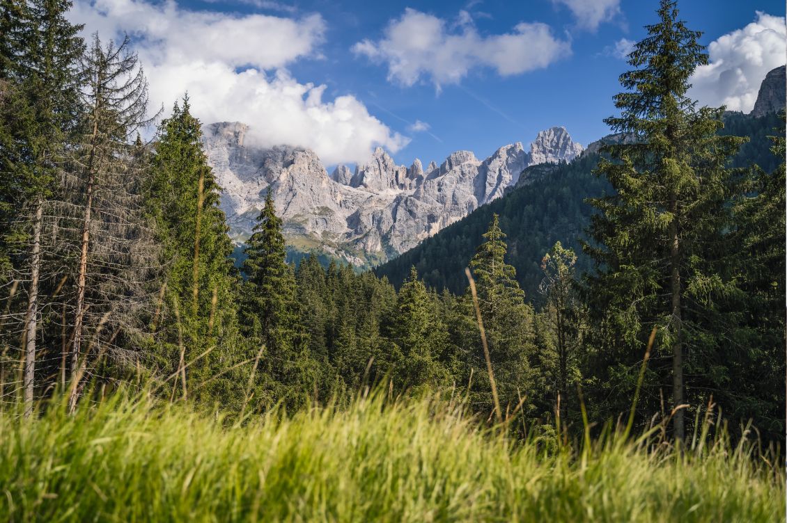 Boschi italiani in area montana con foresta di conifere e cime alpine sullo sfondo
