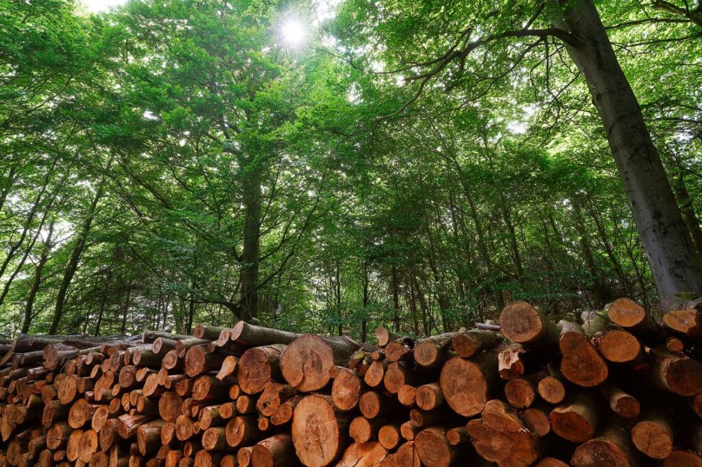 Cataste di legname in un bosco italiano come esempio di gestione forestale